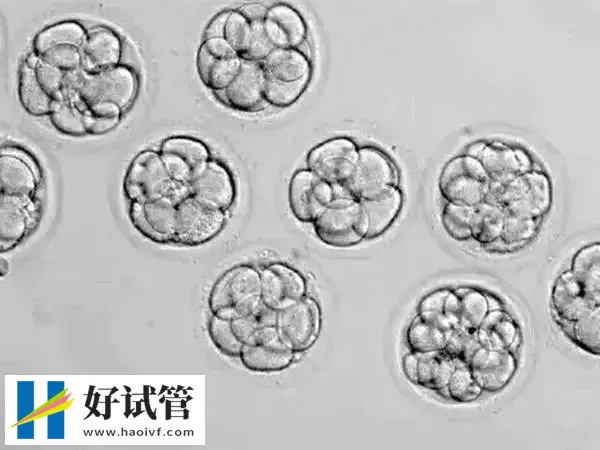 囊胚移植后饮食注意事项是什么(图1)